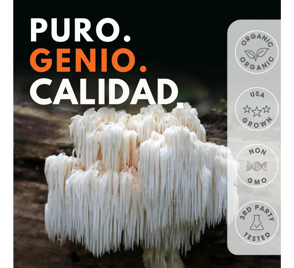 Melena de León – 120 Cápsulas Veganas | The Genius Brand